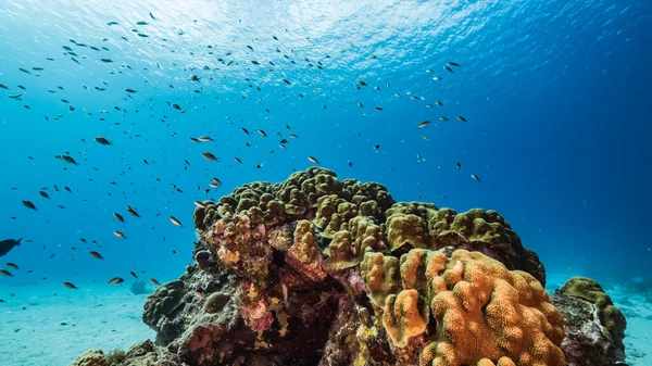 Морской Пейзаж Бирюзовой Воде Кораллового Рифа Карибском Море Кюрасао Рыбой — стоковое фото