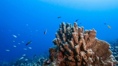 Karayip Denizi 'ndeki mercan resiflerinin turkuaz suları, balık, mercan ve büyük vazo süngeriyle Curacao.