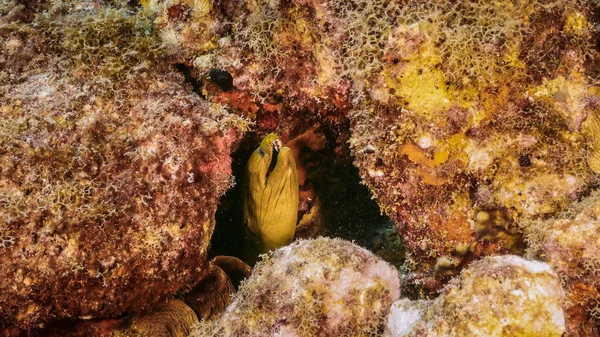 Зеленый Морей Угорь Коралловом Рифе Карибского Моря Кюрасао — стоковое фото