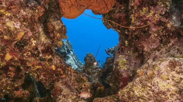 Türkizkék Korallzátony Vize Karib Tengeren Curacao Halakkal Korallokkal Szivaccsal — Stock Fotó