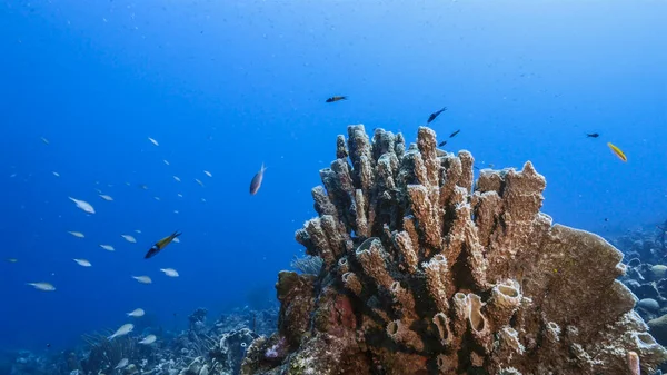 Seascape Turquoise Water Coral Reef Caribbean Sea Curacao Fish Coral — Stock Photo, Image