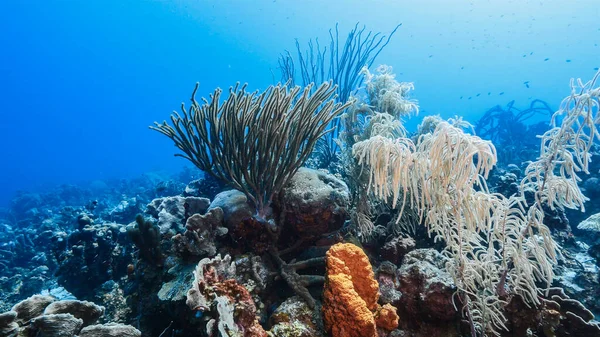 Capa Marinha Água Azul Turquesa Recifes Coral Mar Caribe Curaçao — Fotografia de Stock