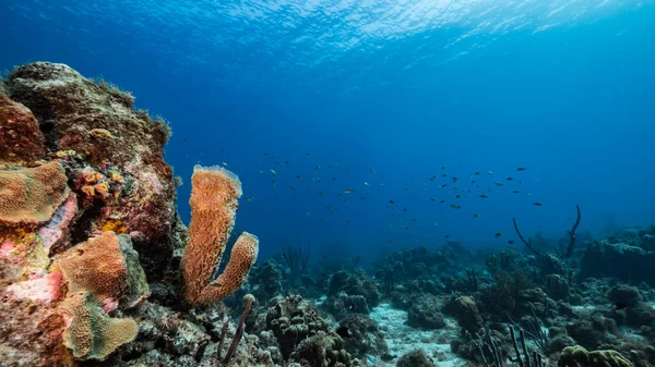 Paisaje Marino Aguas Turquesas Arrecife Coral Mar Caribe Curazao Con — Foto de Stock