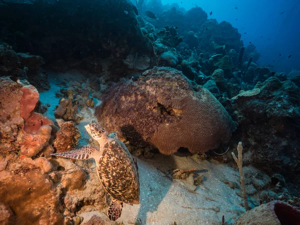 Hawksbill Sea Turtle swim in coral reef of Caribbean Sea, Curacao