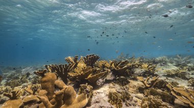 Karayip Denizi 'nin mercan kayalıklarında Elkhorn Mercanı tarlası olan deniz burnu, Curacao