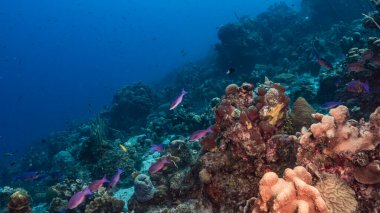 Karayip Denizi 'nin mercan kayalıklarında Creole Wrasse Okulu, Curacao