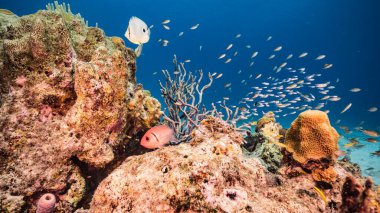 Karayip Denizi 'nin mercan kayalıklarında Kelebek ve Karabaş Asker Balığı, Curacao