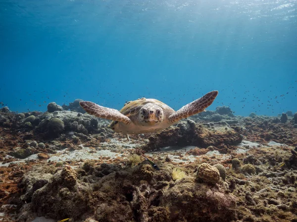 Tortue Caouanne Dans Récif Corallien Mer Des Caraïbes Curaçao — Photo