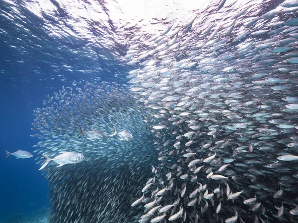 카리브 호초의 청록색 물에서 물고기 사냥하는 — 스톡 사진