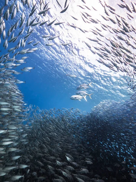 Caça Macacos Bola Isca Escola Peixes Água Azul Turquesa Recife — Fotografia de Stock