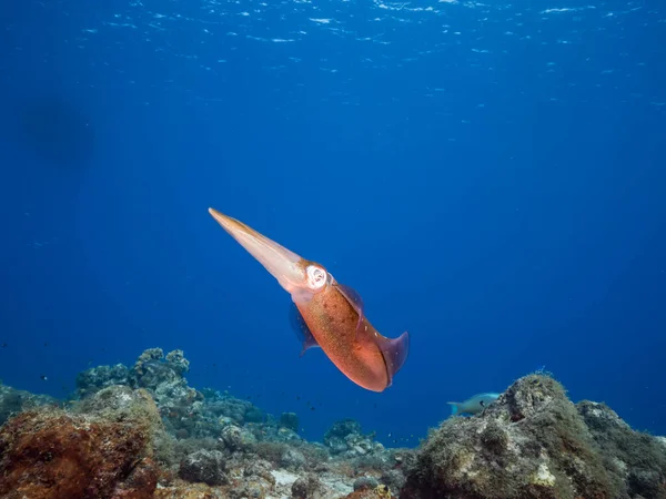 Reef Squid Coral Reef Caribbean Sea Curacao — Stock Photo, Image