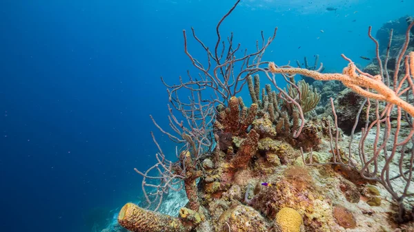 Paysage Marin Avec Poissons Corail Éponge Dans Récif Corallien Mer — Photo