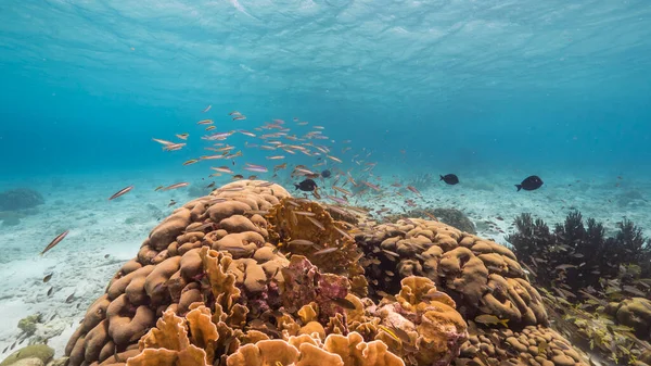 Capa Marinha Com Peixes Corais Esponjas Recifes Corais Mar Caribe — Fotografia de Stock