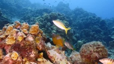 Karayip Denizi 'nin mercan kayalıklarında beyaz saksıda balık, Curacao