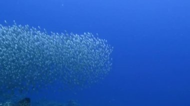 Yem topu, Karayip Denizi 'ndeki mercan resiflerinin turkuaz sularında balık sürüsü, Curacao
