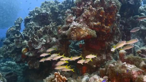 Karayip Denizi 'nin mercan kayalıklarında keçi balığı okulu, Curacao — Stok video