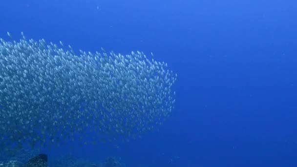 Bola de cebo, escuela de peces en aguas turquesas de arrecife de coral en el Mar Caribe, Curazao — Vídeos de Stock