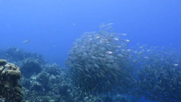 Μπάλα δολώματος, σχολείο ψαριών σε τυρκουάζ νερά του κοραλλιογενή ύφαλο στην Καραϊβική Θάλασσα, Κουρασάο — Αρχείο Βίντεο