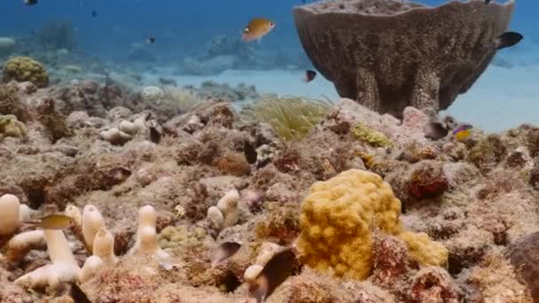 Seascape s různými rybami, korály a houbami v korálovém útesu Karibského moře, Curacao — Stock video