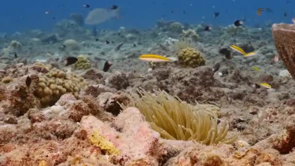 Havslandskap med olika fiskar, korall och svamp i korallrev i Karibiska havet, Curacao — Stockvideo