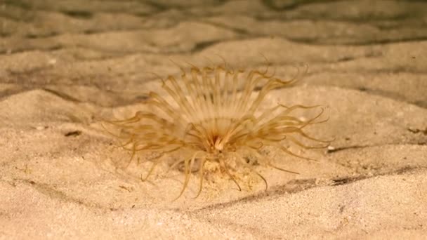 Plan nocturne de l'anémone tubulaire baguée sur fond sablonneux dans la mer des Caraïbes, Curaçao — Video