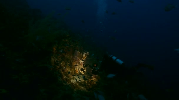 Plongeur professionnel, photographe sous-marin filmant la nuit dans le récif corallien de la mer des Caraïbes, Curaçao — Video