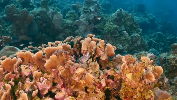 Fläckig muräna i korallrev i Karibiska havet, Curacao — Stockvideo