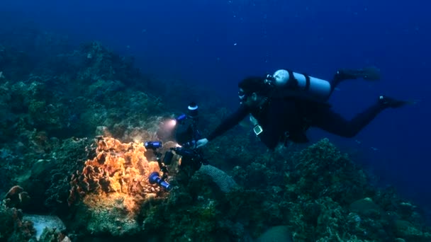 Profesionální potápěč / podvodní fotograf natáčení v korálovém útesu Karibského moře kolem Curacaa — Stock video