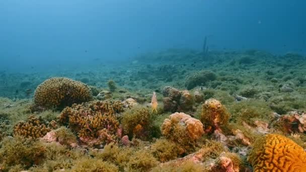 Burro Amleto nella barriera corallina del Mar dei Caraibi, Curacao — Video Stock