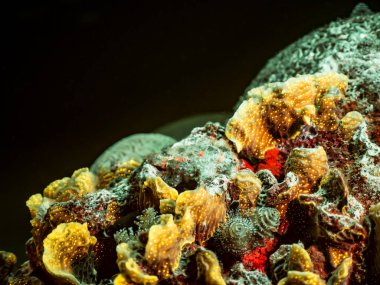 Karayip Denizi 'nin mercan kayalıklarında gece deniz manzarası morötesi ışık altında Kurbağa balığı, floresan mercan ve sünger, Curacao