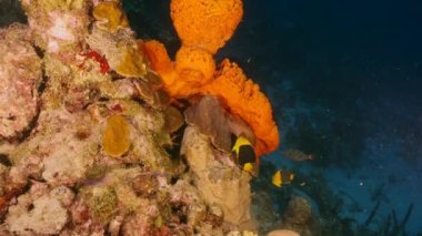 Karayip Denizi 'nin mercan kayalıklarında Kaya Güzel Melek Balığı, Curacao