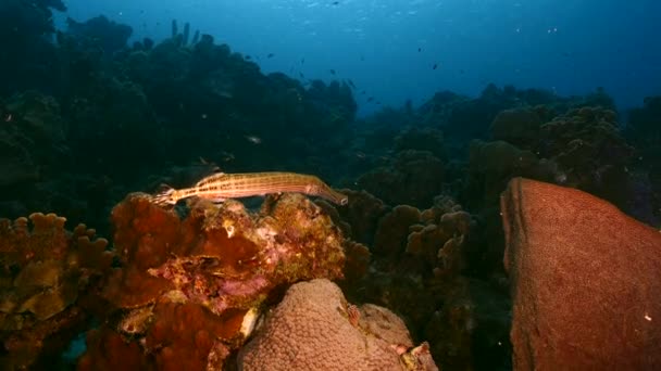 Trumpetfish no recife de coral do Mar do Caribe, Curaçao — Vídeo de Stock