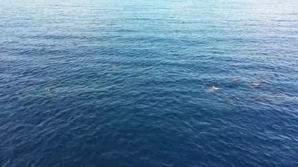 Vista aérea da Escola de Golfinhos nadando no Mar do Caribe em torno de Curaçao — Vídeo de Stock