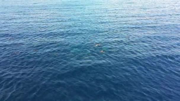 Vista aérea da Escola de Golfinhos nadando no Mar do Caribe em torno de Curaçao — Vídeo de Stock