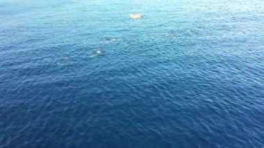 Curacao çevresinde Karayip Denizi 'nde yüzen Yunuslar Okulu' nun havadan görünüşü