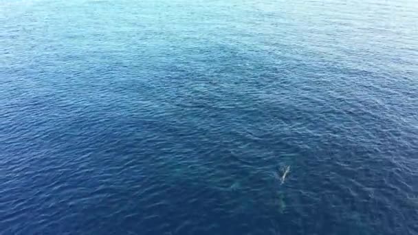 キュラソー周辺のカリブ海で泳ぐイルカの群れの空中風景 — ストック動画