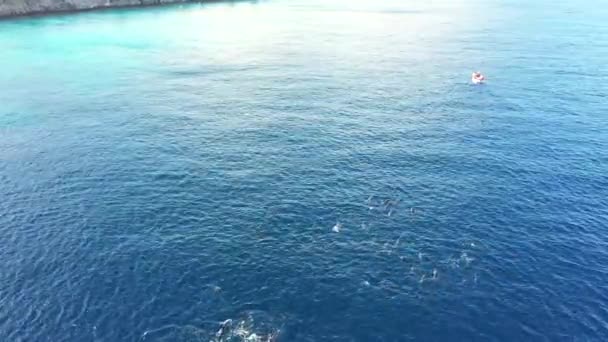 Вид с воздуха на школу дельфинов, плавающих в Карибском море вокруг Кюрасао — стоковое видео