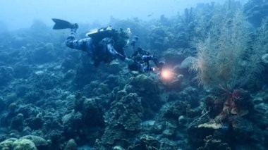 Profesyonel dalgıç, sualtı görüntü yönetmeni Curacao çevresindeki Karayip Denizi 'nin mercan resifinde çekim yapıyor.