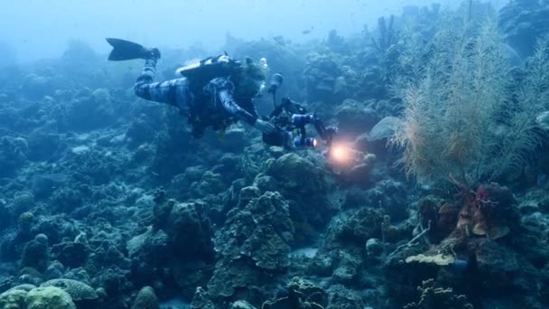 Επαγγελματίας δύτης, υποβρύχιος κινηματογραφιστής κινηματογράφηση σε κοραλλιογενή ύφαλο της Καραϊβικής Θάλασσας γύρω από το Κουρασάο — Αρχείο Βίντεο