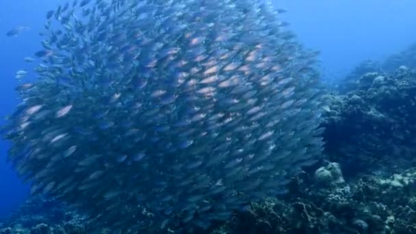 Bait ball, school vissen in turkoois water van koraalrif in Caribische Zee, Curacao — Stockvideo