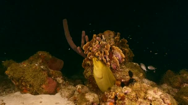 Foto nocturna: Green Moray Eel en arrecife de coral del Mar Caribe, Curazao — Vídeo de stock