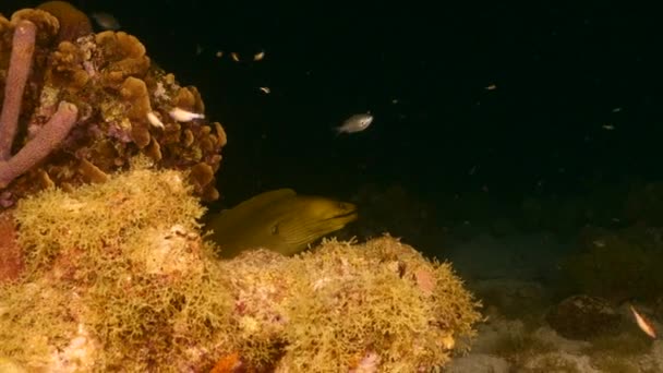 Foto nocturna: Green Moray Eel en arrecife de coral del Mar Caribe, Curazao — Vídeo de stock