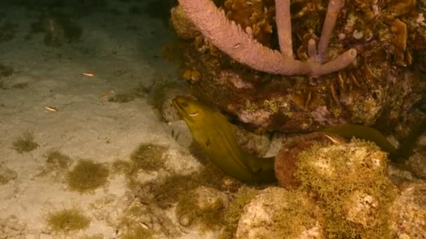 Νυχτερινή λήψη: Πράσινο χέλι Moray σε κοραλλιογενή ύφαλο της Καραϊβικής Θάλασσας, Κουρασάο — Αρχείο Βίντεο