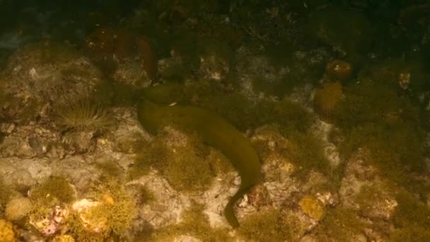 Νυχτερινή λήψη: Πράσινο χέλι Moray σε κοραλλιογενή ύφαλο της Καραϊβικής Θάλασσας, Κουρασάο — Αρχείο Βίντεο