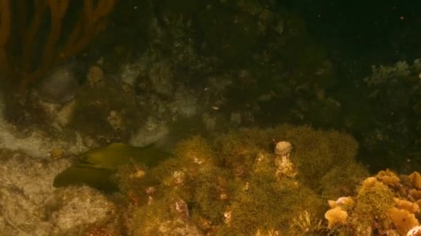 Νυχτερινή λήψη: Πράσινο χέλι Moray σε κοραλλιογενή ύφαλο της Καραϊβικής Θάλασσας, Κουρασάο — Αρχείο Βίντεο
