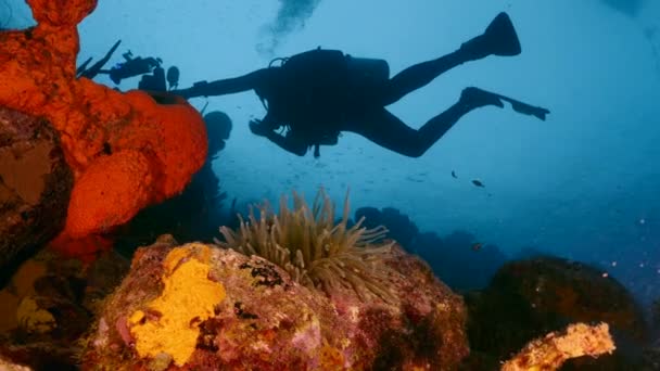 Mergulhador profissional, diretor de fotografia subaquática filmando em recife de coral do Mar do Caribe em torno de Curaçao — Vídeo de Stock