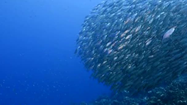 Bait ball, escola de peixes em água turquesa de recife de coral no Mar do Caribe, Curaçao — Vídeo de Stock