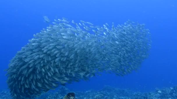 餌球,カリブ海のサンゴ礁のターコイズブルーの水の魚の学校,キュラソー島 — ストック動画