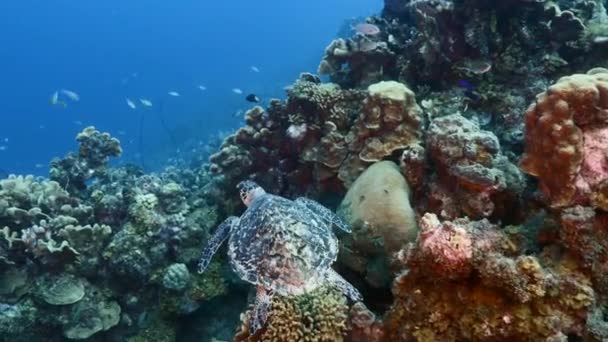 Hawksbill Sea Turtle nella barriera corallina del Mar dei Caraibi, Curacao — Video Stock