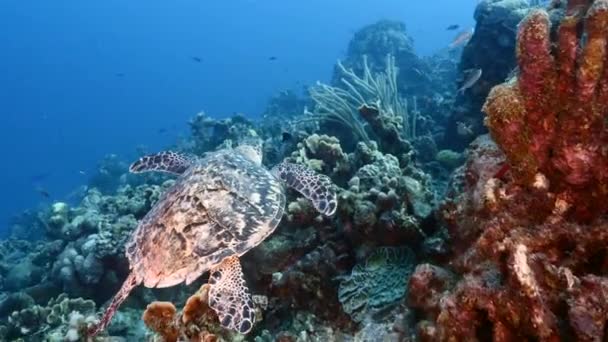 Hawksbill Sea Turtle in coral reef of Caribbean Sea, Curacao — Stock Video